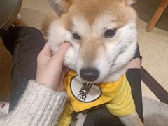 -逗柴咖啡屋·狗咖猫咖宠物桌游