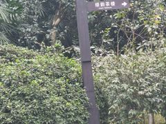 -南山植物园