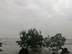 -宝安西湾红树林湿地公园