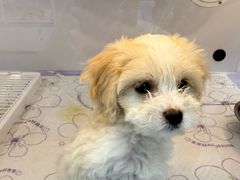 -翊宠yipet猫狗购宠庄园犬舍•猫舍