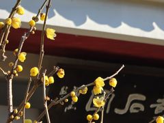 -无锡梅园公园