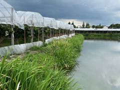 -马陆小张葡萄园农家乐