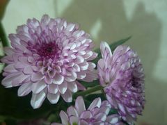 -万卉源鲜花店(百尚生活广场店)