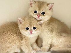 -lincat·猫舍(广州店)