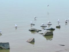 -深圳湾公园(南山区)