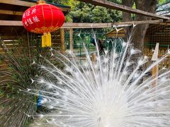 -鹅湖玫瑰文化园
