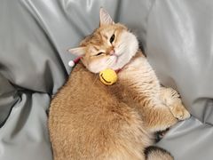 -逗柴咖啡屋·狗咖猫咖宠物桌游