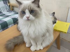 -鼓捣猫呢主题猫咖店