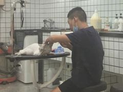 -钦宠·猫咪售卖·洗护·寄养(东圃旗舰店)