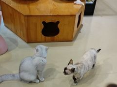 -藏猫猫咖啡主题馆(中央大道店)