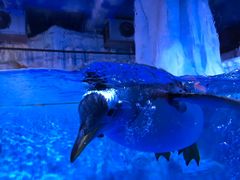 -芜湖新华联大白鲸海洋公园