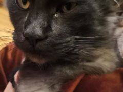 -喵屿·大理花园猫咖