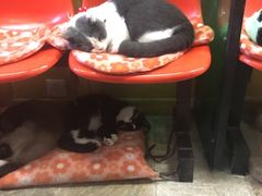 -猫咪博物馆(顶澳仔猫街店)