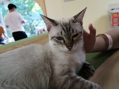 -猫和宫(六道口店)