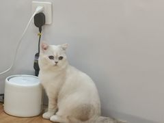 -COLOR PETS 撸猫馆·购猫·猫咖(长风大悦城店)