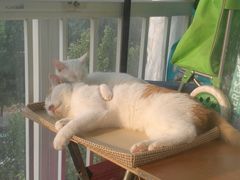 -北京赛佳动物医院