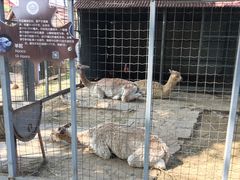 -意大利农场度假村