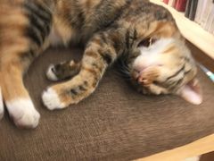 -猫的天空之城概念书店(杭州南宋御街店)