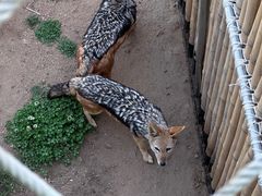 -西霞口神雕山野生动物世界