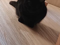 -鼓捣猫呢主题猫咖店