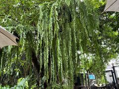 -Fern Forest Cafe