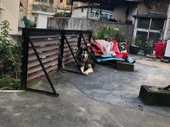 -猫咪博物馆(顶澳仔猫街店)