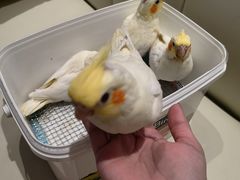 -吉丁鸟咖·异宠·寄养