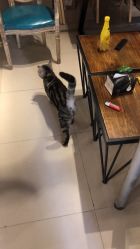 -幸运7纹身刺青Lucky7tattoo