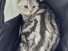 -纳吉亚猫专科动物诊疗中心(蒋宅口分院)