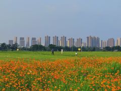 -洋湖国家湿地公园