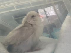 -爱侣宠医·鹦鹉专科·小型哺乳类·异宠专科(灵石路店)