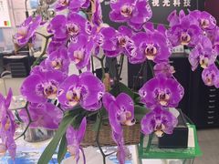 -横岗眼镜城