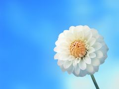 -康陵正德春饼宴26号