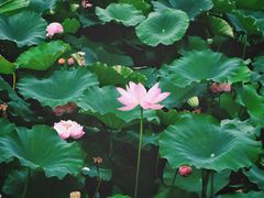 -荷塘月色湿地公园·向阳花洲