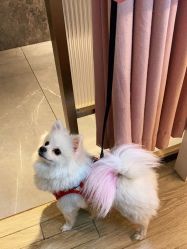 -盘子女人坊古装写真摄影(南京总店)