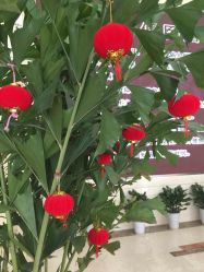 -复旦大学附属妇产科医院(杨浦院区)