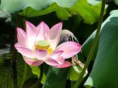-荔湾湖公园