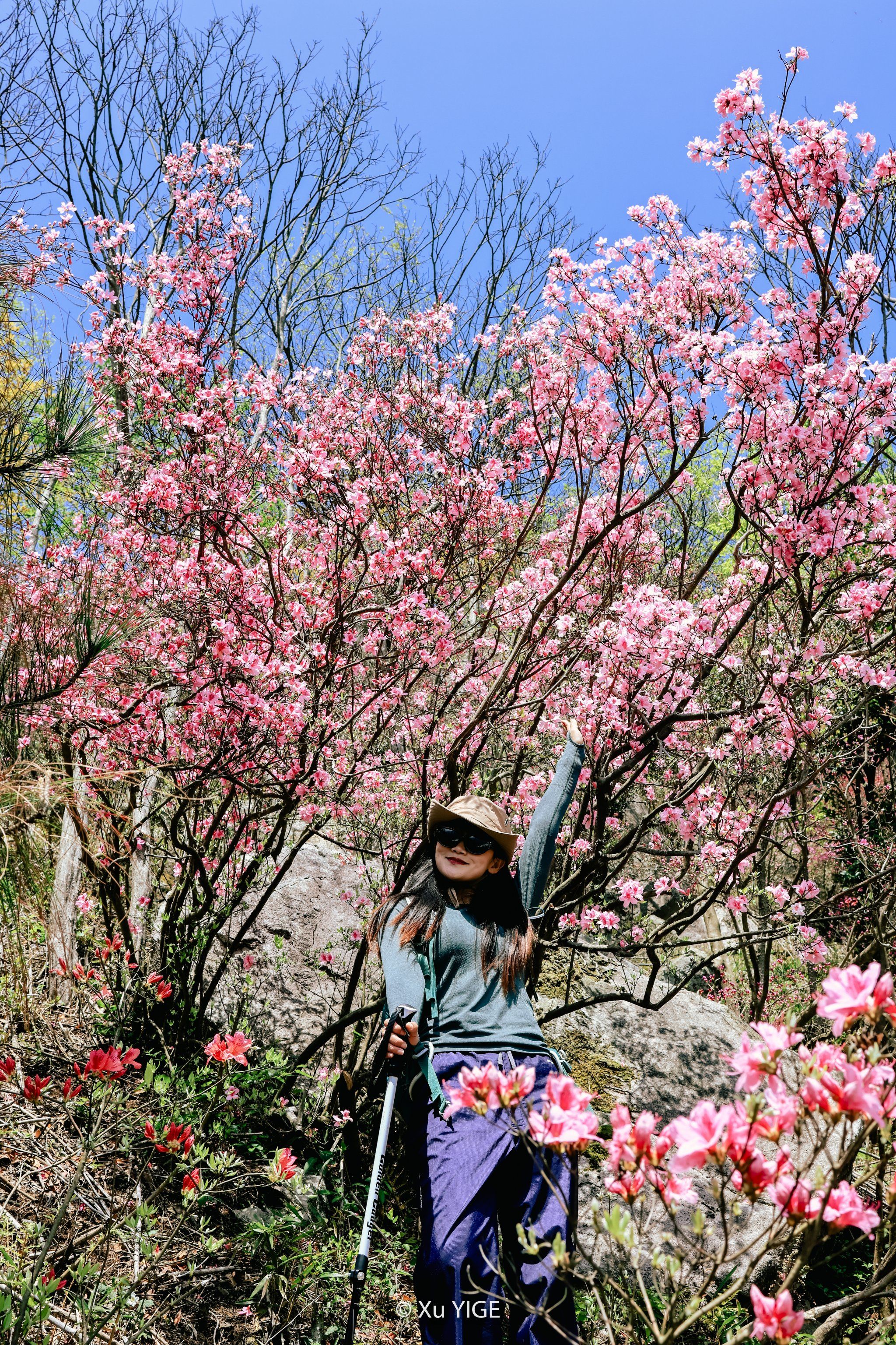 宁波徒步|金峨满山杜鹃花开,八字环线差点完成