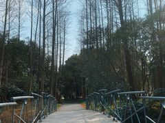-上海滨江森林公园