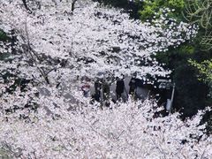 -武汉大学-樱园