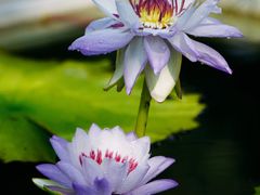 -上海辰山植物园