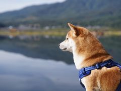 -腾冲北海湿地