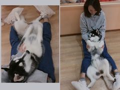 -Husky Go! 哈士奇体验馆·宠物咖啡厅狗咖