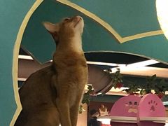 -猫小院猫主题咖啡厅(北锣店)