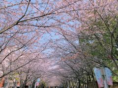 -高东镇樱花园