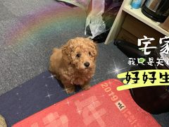 -心语宠物医院·急重症转诊中心·瑞辰华诺(南青路店)