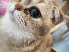 -楼上猫咖(罗湖店)
