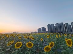 -光明小镇欢乐田园