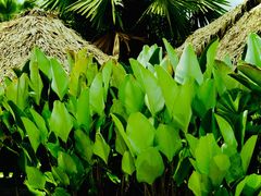 -中国科学院西双版纳热带植物园