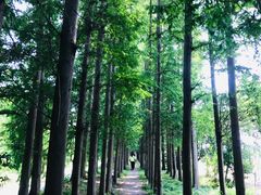 -上海长兴岛郊野公园